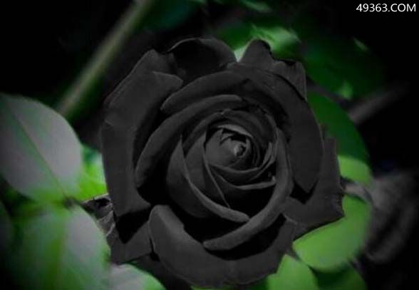 黑玫瑰代表什么意思呢?可以送上司的玫瑰(忠诚与思念)