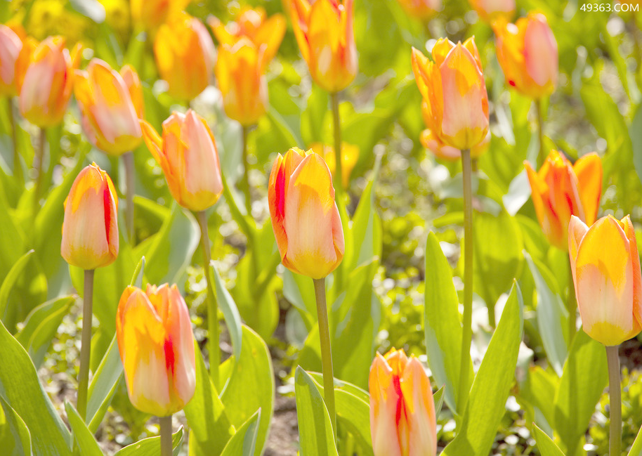 郁金香花语是什么