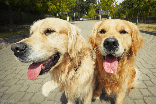 金毛犬的优缺点及性格(金毛犬饲养要点)