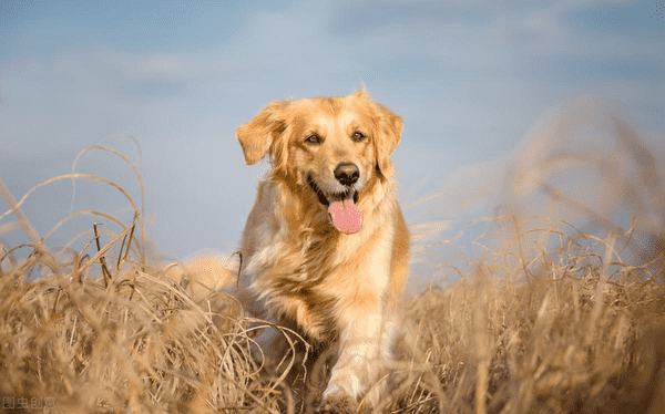 金毛犬的优缺点及性格(金毛犬饲养要点)