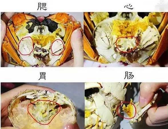 小知识：螃蟹哪些部位不能吃图解，不能吃的蟹腮/蟹肠/蟹胃/蟹心位置图解 ！-图2