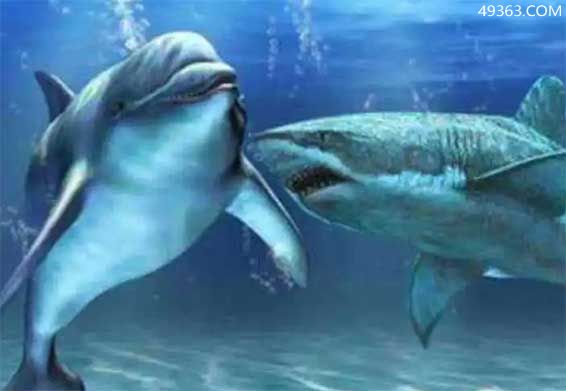 鲨鱼为什么怕海豚（海豚声呐系统能干扰鲨鱼的大脑）