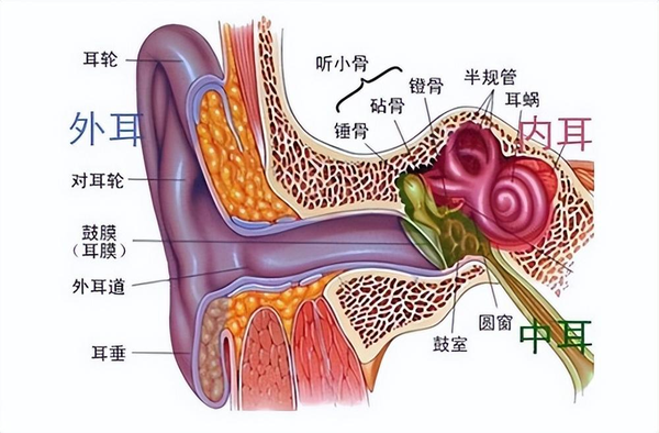 耳膜穿孔能自己恢复吗(耳膜穿孔的危害)