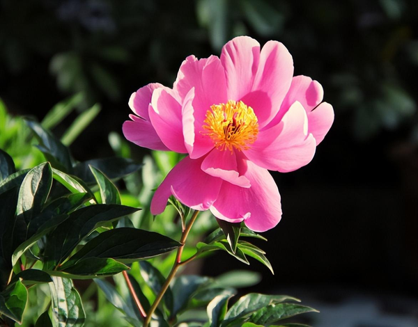 芍药种植方法和时间(芍药的栽培记住这4点)