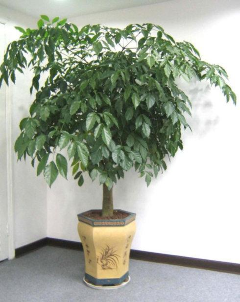 客厅最旺宅的大型植物， 3种适合客厅摆放的植物