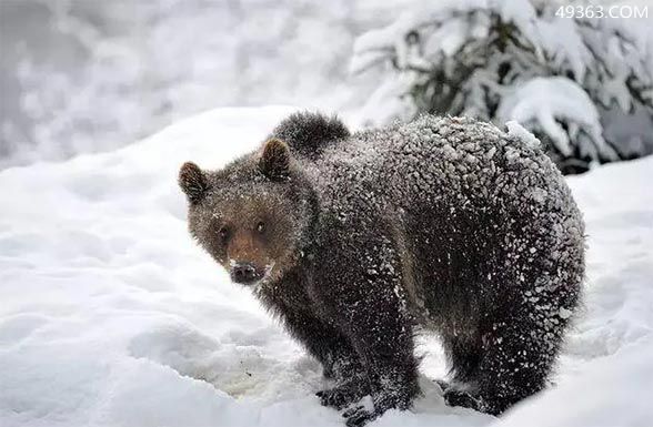 冬天冬眠的动物有哪些