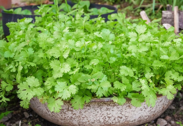 香菜种植方法和时间(香菜种植的注意事项)