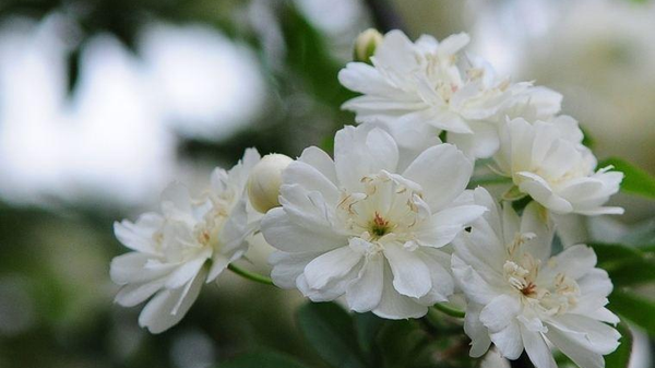 木香花的缺点(木香花的种植养护方法)