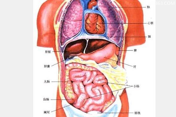 五脏六腑分布图