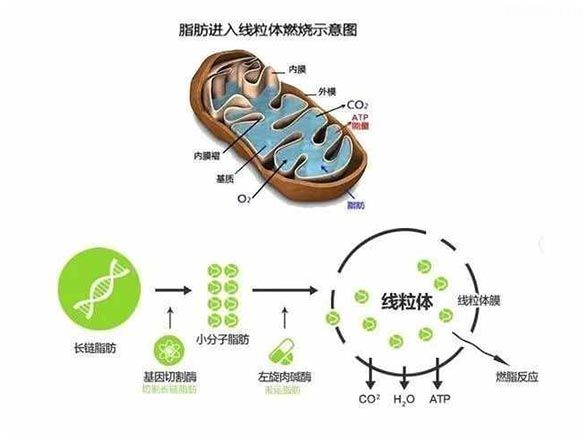 左旋肉碱的副作用与危害性