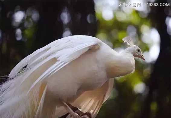 白凤凰是几级保护动物