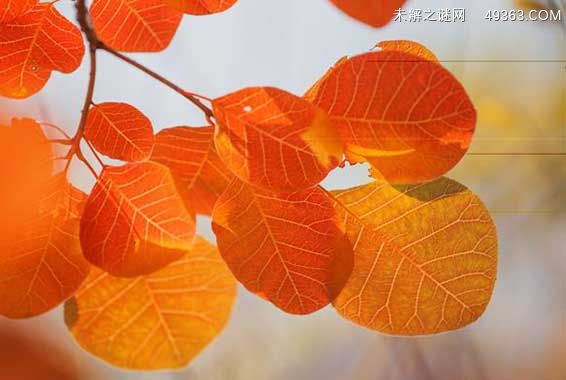 香山红叶什么时间最红（10月至11月）