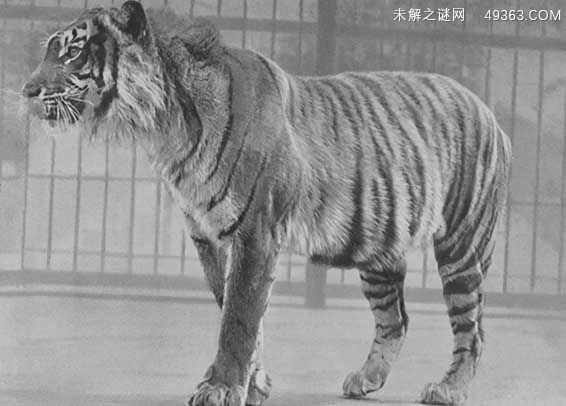 爪哇虎是怎么灭绝的（1980年灭绝）