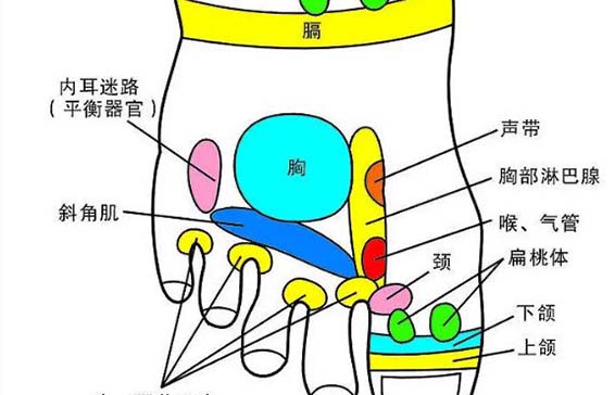 脚的各个部位详细图