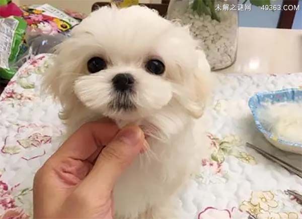 马尔济斯犬多少钱一只