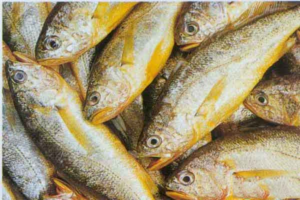 黄花鱼和黄瓜鱼的区别是什么？分辨野生与养殖黄瓜鱼的技巧