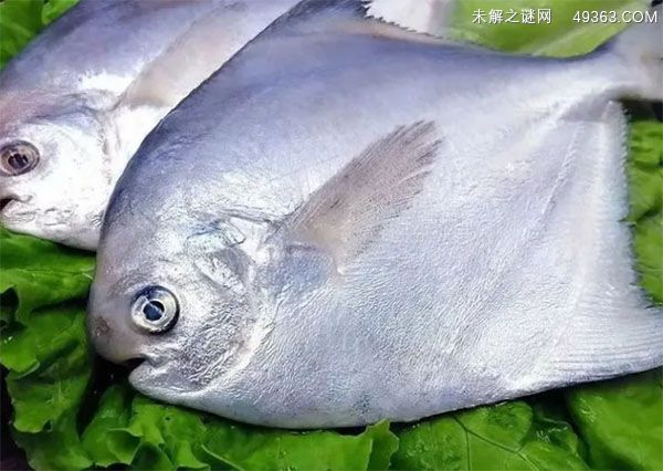 白鲳鱼和银鲳鱼有何不同