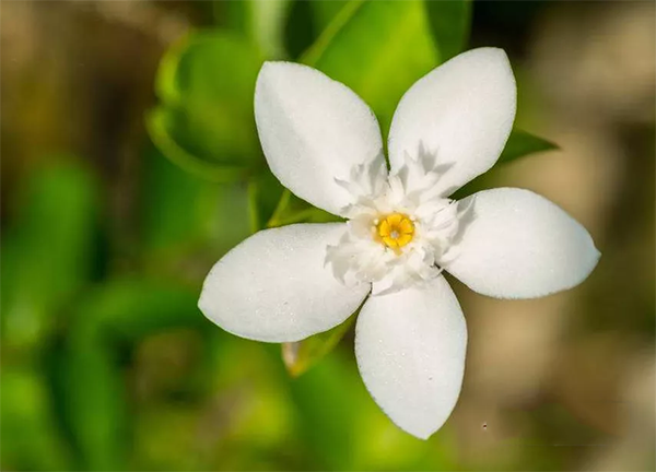 喝茉莉花茶有什么好处呢