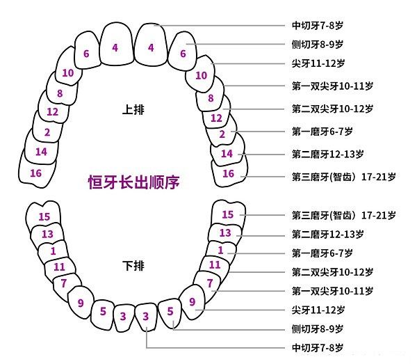 换牙顺序图