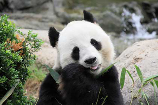 大熊猫自出现到现在至少有多少年?