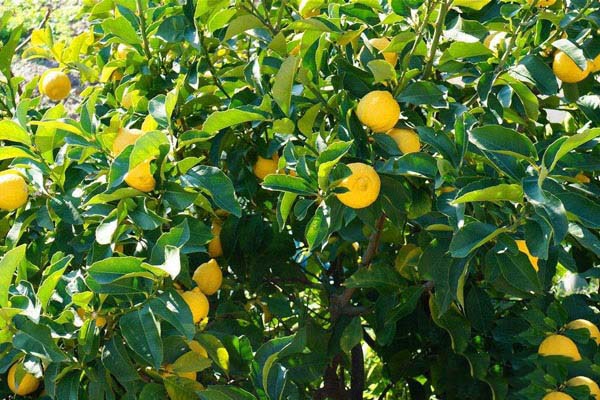 安岳柠檬几月份成熟?安岳柠檬和普通黄柠檬的区别