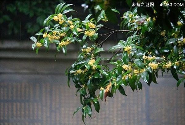 桂花树风水禁忌