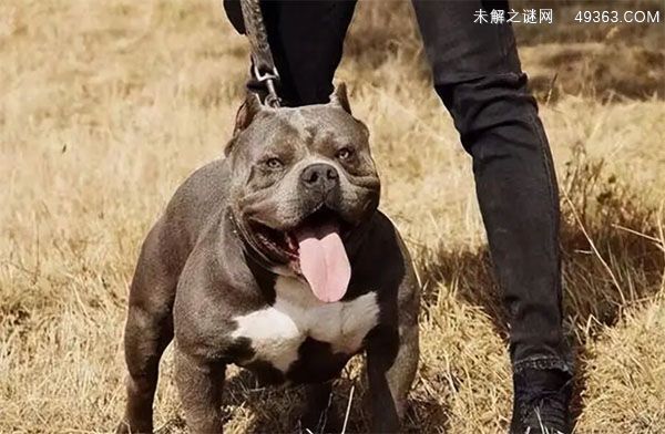 美国恶霸犬的优点