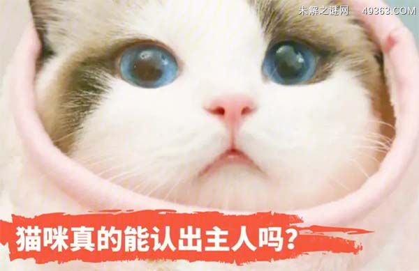 猫咪认主的四种表现