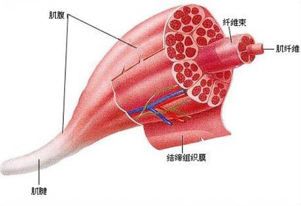 推腹肌轮有什么好处(腹肌轮什么时间段做合适)-第2张图片-微能小百科