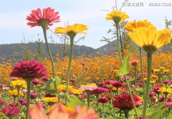 百日草什么时候播种 