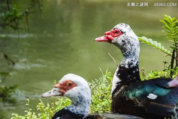 洋鸭是什么鸭？