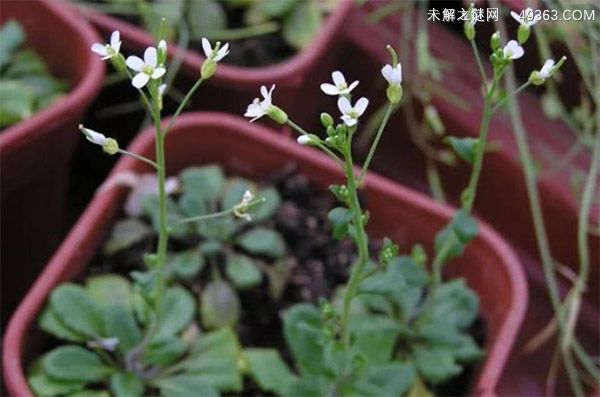 拟南芥是一种什么植物