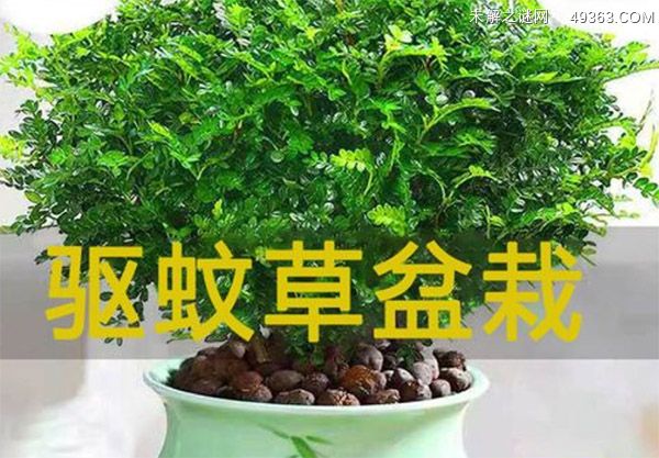 驱蚊绿植排名第一名