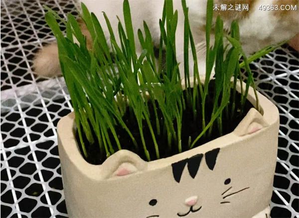 猫草是什么植物