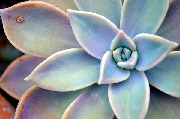 Free Succulent Plant Star photo and picture