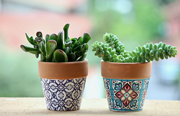 Free Fat Plants Pots photo and picture