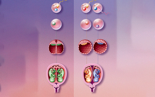 同卵双生和异卵双生流程