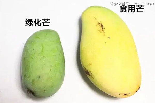 绿化芒不能作为水果食用