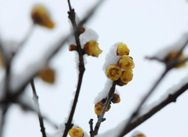 腊梅花语是什么