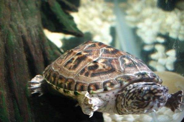 麝香龟怎么养 麝香龟能长多大