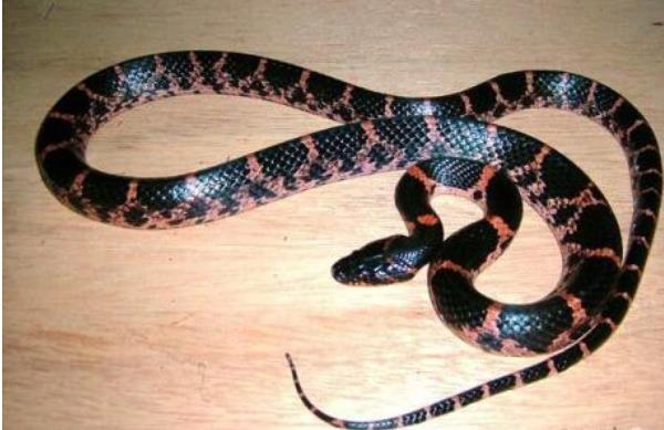 赤练蛇市场价格多少钱一条 赤练蛇有毒吗