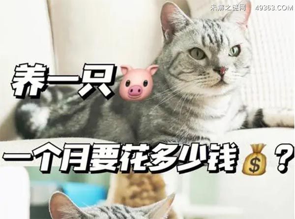 猫的购买费用