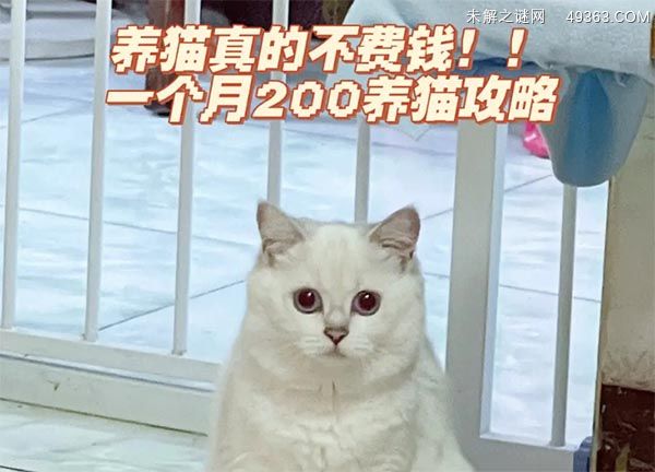 猫的购买费用