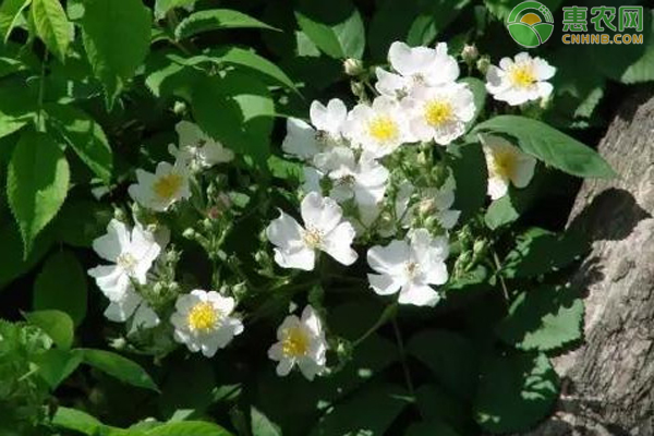 白蔷薇的花语和寓意
