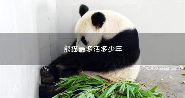 熊猫最多活多少年(熊猫最多可以活多少岁)