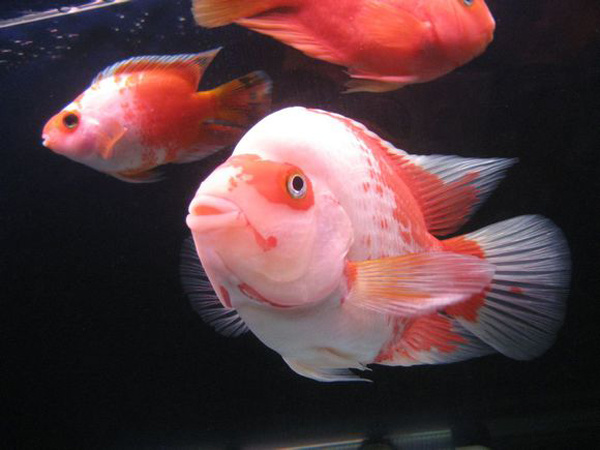 红白鹦鹉鱼