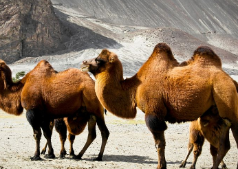 骆驼有几种分别是什么，骆驼品种和分布及数量