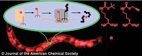 科学家显示如何在线虫体内改造遗传信息