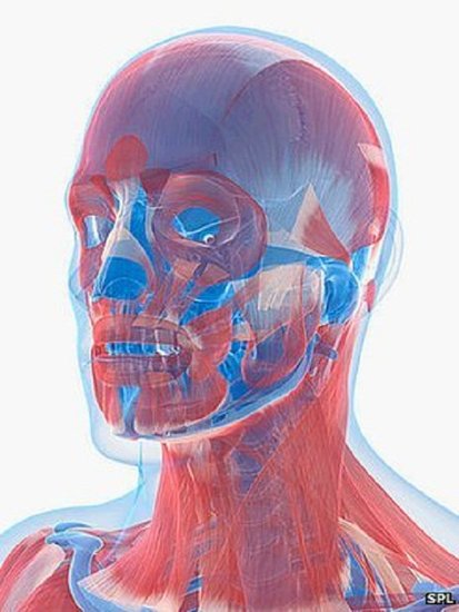 科学家首次发现决定人类脸型的相关基因