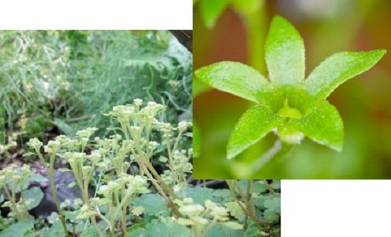 科学家揭秘借助雨滴溅射传播种子的奇特植物